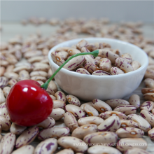 High qualtiy Light Specked Kidney beans,long type